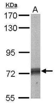 Western Blot: SHP-2/PTPN11 Antibody [NBP1-33064]