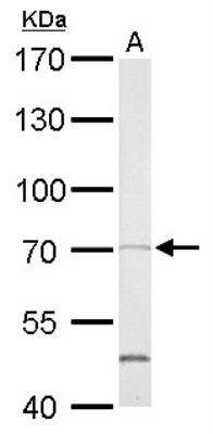 Western Blot: SHP-2/PTPN11 Antibody [NBP1-33064]