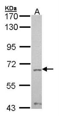 Western Blot: SHP-2/PTPN11 Antibody [NBP1-33064]