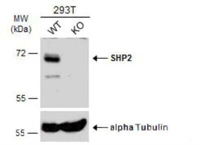 Western Blot: SHP-2/PTPN11 Antibody [NBP1-33064]