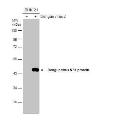 Western Blot: SHP-2/PTPN11 Antibody [NBP2-42920]