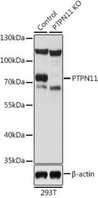 Western Blot: SHP-2/PTPN11 AntibodyAzide and BSA Free [NBP3-03486]