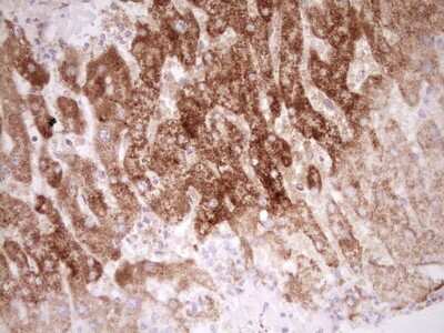 Immunohistochemistry: SHP/NR0B2/Nuclear Receptor SHP Antibody (OTI7B5) [NBP2-46522]