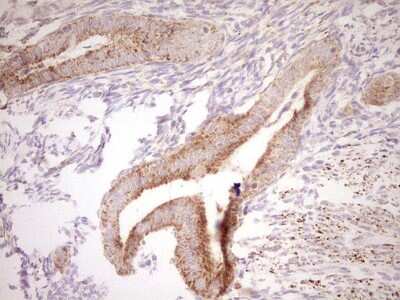 Immunohistochemistry: SHP/NR0B2/Nuclear Receptor SHP Antibody (OTI7B5) [NBP2-46522]