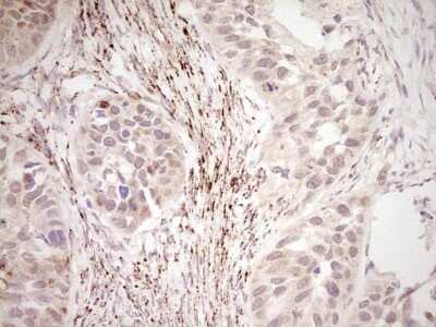 Immunohistochemistry: SHP/NR0B2/Nuclear Receptor SHP Antibody (OTI7B5) - Azide and BSA Free [NBP2-74172]