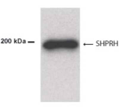 Western Blot: SHPRH AntibodyBSA Free [NB100-440]