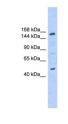 Western Blot: SHPRH Antibody [NBP1-57190]