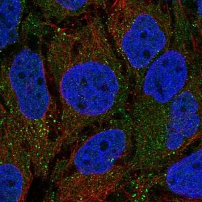 Immunocytochemistry/ Immunofluorescence: SHROOM1 Antibody [NBP2-32696]