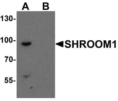 Western Blot: SHROOM1 AntibodyBSA Free [NBP2-82005]