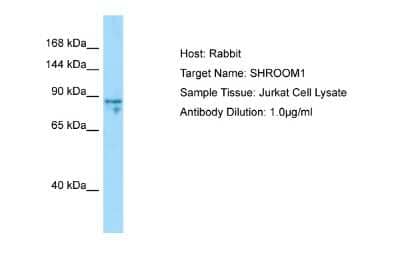 Western Blot: SHROOM1 Antibody [NBP2-85728]