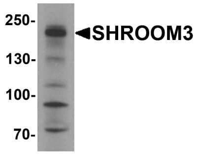 Western Blot: SHROOM3 AntibodyBSA Free [NBP2-81883]