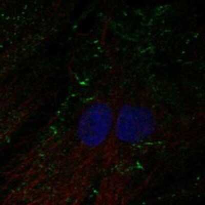 Immunocytochemistry/ Immunofluorescence: SHROOM4 Antibody [NBP3-17619]