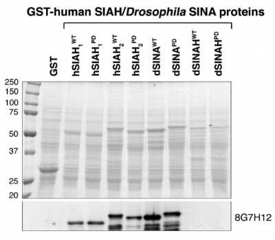 Western Blot: SIAH1/2 Antibody (8G7H12) [NB110-93596]