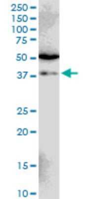 Western Blot: SIAH1 Antibody (2C5) [H00006477-M02]