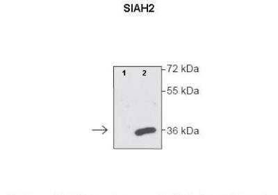 Western Blot: SIAH2 Antibody [NBP2-85730]