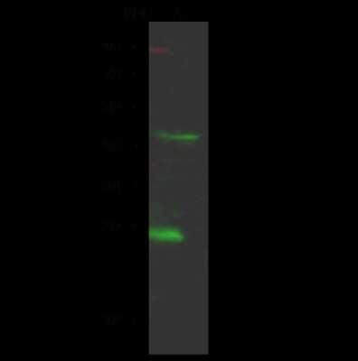 Western Blot: SIAH2 Antibody [NBP2-99033]