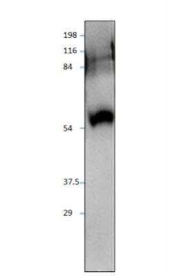 Western Blot: SIDT1 Antibody [NBP3-12496]