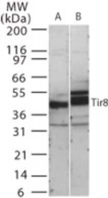 Western Blot: SIGIRR Antibody [NB100-56890]