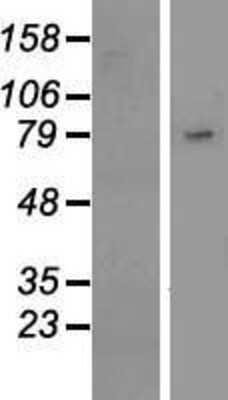 Western Blot: Siglec-10 Overexpression Lysate [NBL1-15957]