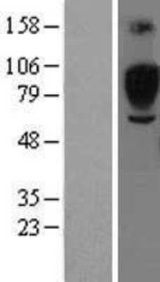 Western Blot: Siglec-5/CD170 Overexpression Lysate [NBL1-15960]