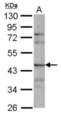 Western Blot: Siglec-8 Antibody [NBP2-20361]