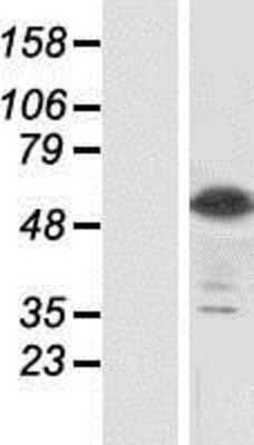 Western Blot: Siglec-8 Overexpression Lysate [NBP2-07332]