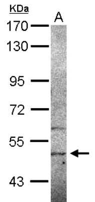 Western Blot: SIGLECL12 Antibody [NBP2-20362]