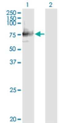 Western Blot: SIGLECL12 Antibody (1D1) [H00089858-M01]