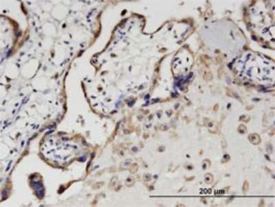 Immunohistochemistry-Paraffin: SIK1/Snf1lk Antibody (2C12) [H00150094-M01]