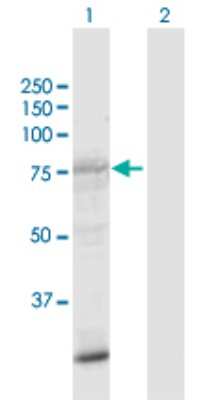 Western Blot: SIK1/Snf1lk Antibody [H00150094-D01P]