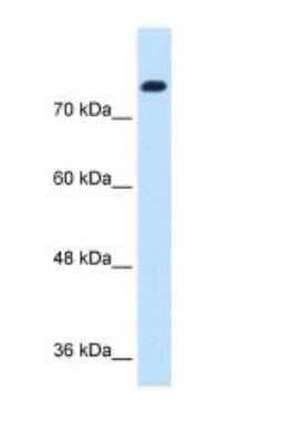 Western Blot: SIK1/Snf1lk Antibody [NBP1-53156]