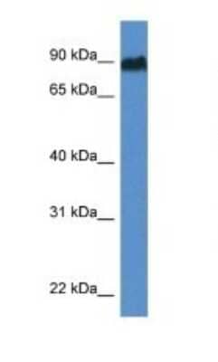 Western Blot: SIK1/Snf1lk Antibody [NBP1-82417]