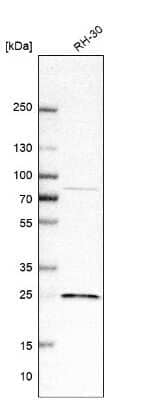 Western Blot: SIKE1 Antibody [NBP1-82151]