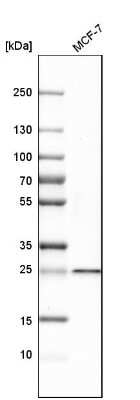 Western Blot: SIKE1 Antibody [NBP1-82152]