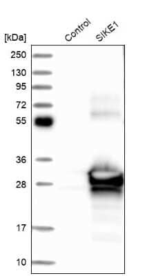 Western Blot: SIKE1 Antibody [NBP1-82152]