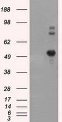 Western Blot: SIL1 Antibody (OTI3E3) [NBP2-02377]