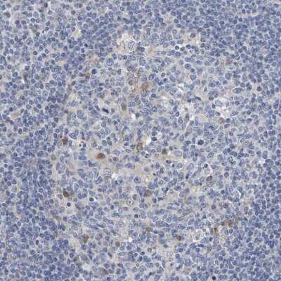 Immunohistochemistry-Paraffin: SIL1 Antibody [NBP1-88713]