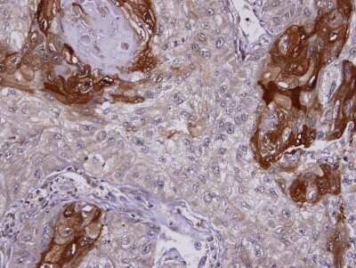 Immunohistochemistry-Paraffin: SIL1 Antibody [NBP2-20363]