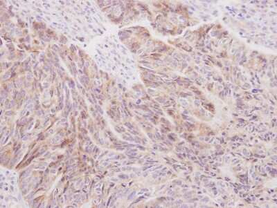 Immunohistochemistry-Paraffin: SIL1 Antibody [NBP2-20364]
