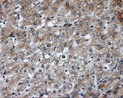 Immunohistochemistry: SIL1 Antibody (OTI3E3) - Azide and BSA Free [NBP2-74193]