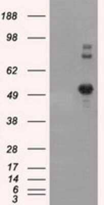 Western Blot: SIL1 Antibody (OTI3E3)Azide and BSA Free [NBP2-74193]