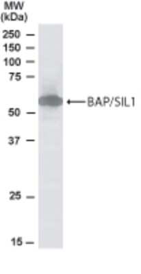 Western Blot: SIL1 Antibody [NB100-1304]