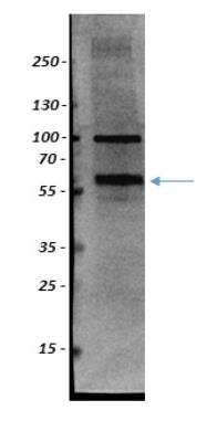 Western Blot: SIL1 Antibody [NBP1-88713]