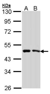 Western Blot: SIL1 Antibody [NBP2-20363]