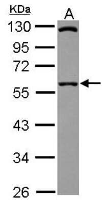 Western Blot: SIL1 Antibody [NBP2-20364]