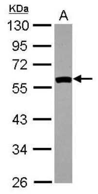 Western Blot: SIL1 Antibody [NBP2-20365]