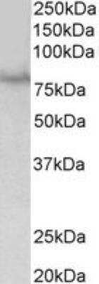 Western Blot: SIM1 Antibody [NBP1-97773]