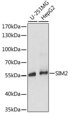 Western Blot: SIM2 AntibodyAzide and BSA Free [NBP2-95173]