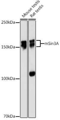 Western Blot: SIN3A Antibody (8V5B6) [NBP3-16124]