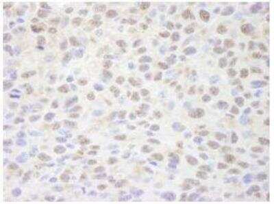 Immunohistochemistry-Paraffin: SIN3A Antibody [NB100-2252]